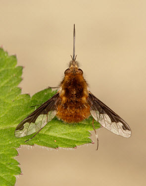 Greater bee fly - UK Close up,Macro,macrophotography,Greater bee fly,Greater bee-fly,bee fly,large bee-fly,Animalia,Arthropoda,Insecta,Diptera,Bombyliidae,Bombylius,Bombylius major