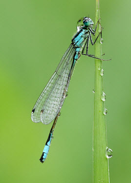 Common bluetail - UK Common bluetail,Animalia,Arthropoda,Insecta,Odonata,Coenagrionidae,Ischnura elegans