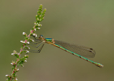 Common spreadwing - UK Common spreadwing,emerald damselfly,Animalia,Arthropoda,Insecta,Odonata,Lestidae,Lestes sponsa