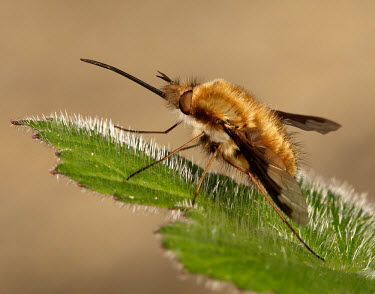 Greater bee fly - UK Greater bee fly,Greater bee-fly,bee fly,large bee-fly,Animalia,Arthropoda,Insecta,Diptera,Bombyliidae,Bombylius,Bombylius major