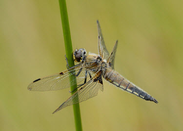 Four-spotted chaser - UK Four-spotted chaser,Libellula quadrimaculata,Insects,Insecta,Odonata,Dragonflies and Damselflies,Arthropoda,Arthropods,Skimmers,Libellulidae,Libellule Quadrimaculée,Carnivorous,Common,Flying,Animalia