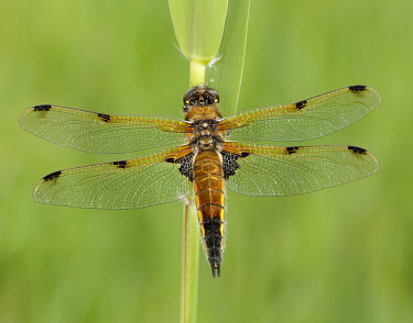 Four-spotted chaser - UK Four-spotted chaser,Libellula quadrimaculata,Insects,Insecta,Odonata,Dragonflies and Damselflies,Arthropoda,Arthropods,Skimmers,Libellulidae,Libellule Quadrimacule,Carnivorous,Common,Flying,Animalia,
