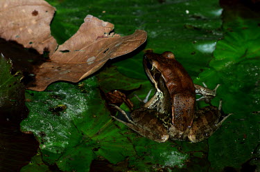 Frog - Vietnam Close up,frog,frogs,amphibian,amphibians,Animalia,Chordata,Amphibia,Anura