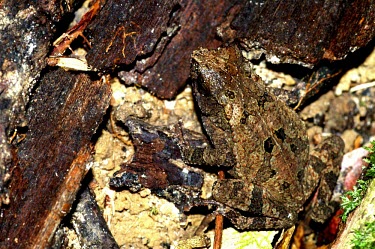 Frog - Sarawak, Malaysia Close up,frog,frogs,amphibian,amphibians,Animalia,Chordata,Amphibia,Anura