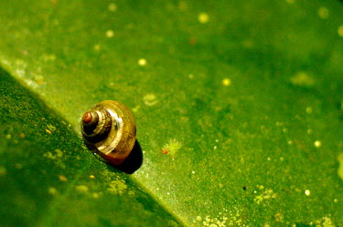 Snail - Sarawak, Malaysia Animalia,Mollusca,Gastropoda,snail