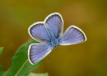 Silver-studded blue Silver-studded blue,Plebeius argus,Lepidoptera,Butterflies, Skippers, Moths,Coppers, Hairstreaks,Lycaenidae,Arthropoda,Arthropods,Insects,Insecta,Animalia,Wildlife and Conservation Act,Temperate,Europ