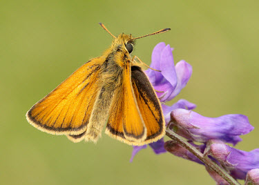 Essex skipper Animalia,Arthropoda,Insecta,Lepidoptera,Hesperiidae,Thymelicus,Thymelicus lineola,Essex skipper,butterfly,butterflies