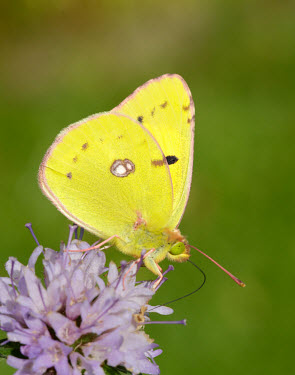 Clouded yellow coloration,Colouration,colours,color,colors,Colour,yellow,Clouded yellow,Arthropoda,Insecta,Lepidoptera,Pieridae,Colias croceus,butterfly,butterflies