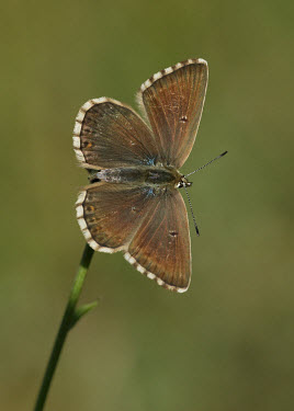 Chalkhill blue Chalkhill blue,Animalia,Arthropoda,Insecta,Lepidoptera,Lycaenidae,Polyommatus coridon,butterfly,butterflies