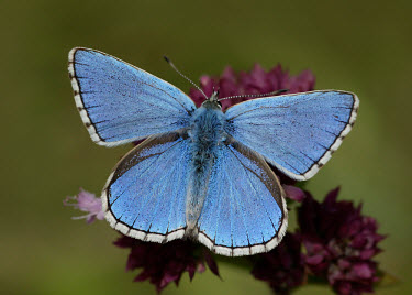 Adonis blue butterfly,butterflies,Adonis blue,Lysandra bellargus,Arthropoda,Arthropods,Lepidoptera,Butterflies, Skippers, Moths,Insects,Insecta,Coppers, Hairstreaks,Lycaenidae,Europe,Fluid-feeding,Wildlife and Co