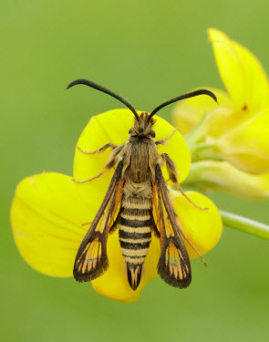 Six-belted clearwing Macro,macrophotography,Yellow background,Close up,Green background,floral,Flower,Six-belted clearwing,Animalia,Arthropoda,Insecta,Lepidoptera,Sesiidae,Bembecia ichneumoniformis,clearwing,moth,moths