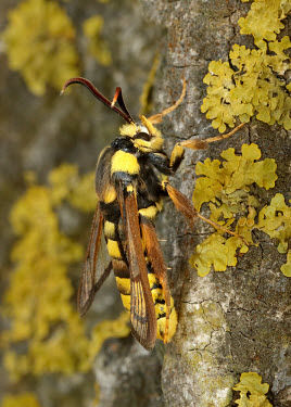 Hornet moth Animalia,Arthropoda,Insecta,Lepidoptera,Sesiidae,Sesia apiformis,hornet moth,hornet clearwing,moth,moths,Hornet moth