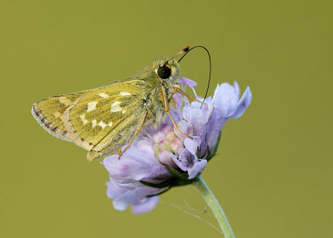 Silver-spotted skipper environment,ecosystem,Habitat,Terrestrial,ground,Grassland,Macro,macrophotography,floral,Flower,Close up,wildflower meadow,Meadow,blur,selective focus,blurry,depth of field,Shallow focus,blurred,soft