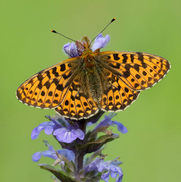 Pearl-bordered fritillary Macro,macrophotography,Close up,Pearl-bordered fritillary,Animalia,Arthropoda,Insecta,Lepidoptera,Nymphalidae,Boloria euphrosyne,butterfly,butterflies,Brush-Footed Butterflies,Insects,Arthropods,Butte