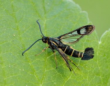 Currant clearwing Currant clearwing,Arthropoda,Insecta,Lepidoptera,Sesiidae,Synanthedon tipuliformis,moth,moths