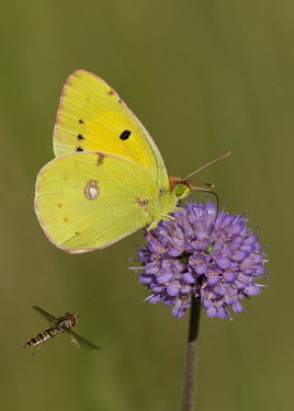 Clouded yellow Clouded yellow,Arthropoda,Insecta,Lepidoptera,Pieridae,Colias croceus,butterfly,butterflies
