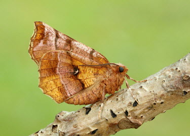 Early thorn Early thorn,moth,moths,Animalia,Athropoda,Insecta,Lepidoptera,Geometridae,Selenia dentaria