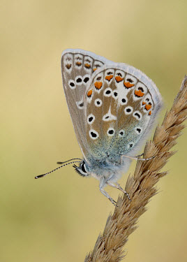 Common blue butterfly,butterflies,Common blue,Polyommatus icarus,Arthropoda,Arthropods,Insects,Insecta,Coppers, Hairstreaks,Lycaenidae,Lepidoptera,Butterflies, Skippers, Moths,Africa,Flying,Animalia,Urban,Herbivo