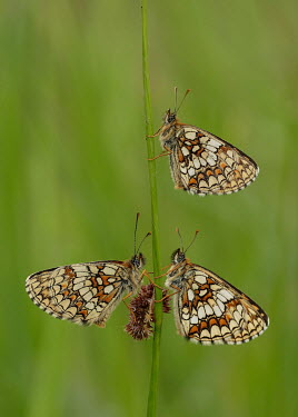 Heath fritillary butterfly,butterflies,Heath fritillary,Mellicta athalia,Lepidoptera,Butterflies, Skippers, Moths,Insects,Insecta,Nymphalidae,Brush-Footed Butterflies,Arthropoda,Arthropods,Mellicta,Europe,Asia,Flying,