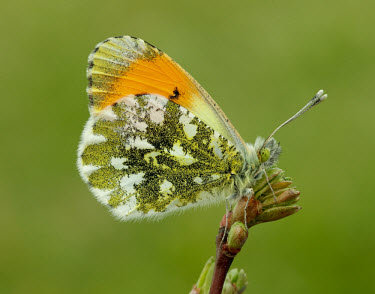 Orange-tip Close up,Macro,macrophotography,butterfly,butterflies,Orange-tip,Anthocharis cardamines,Insects,Insecta,Whites, Sulphurs, Orange-tips,Pieridae,Lepidoptera,Butterflies, Skippers, Moths,Arthropoda,Arthr