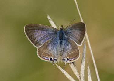 Long-tailed blue butterfly,butterflies,Long-tailed blue,Lampides boeticus,Coppers, Hairstreaks,Lycaenidae,Insects,Insecta,Lepidoptera,Butterflies, Skippers, Moths,Arthropoda,Arthropods,Bean butterfly,Europe,Africa,Aus