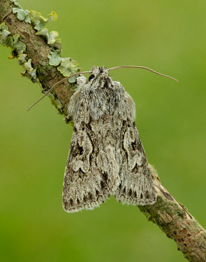 Early grey Early grey,Animalia,Athropoda,Insecta,Lepidoptera,Noctuidae,Xylocampa areola,moth,moths