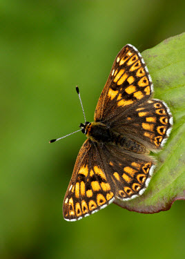 Duke of Burgundy colours,color,colors,Colour,orange,peach,coloration,Colouration,Close up,Macro,macrophotography,butterfly,butterflies,Duke of Burgundy,Hamearis lucina,Riodinidae,Metalmark Butterflies,Insects,Insecta,