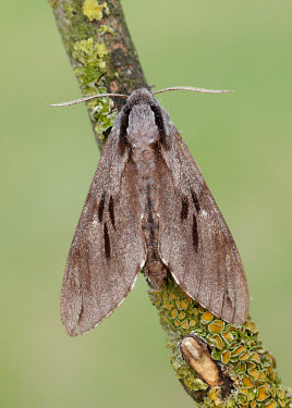 Pine hawk-moth Close up,Macro,macrophotography,Pine hawk-moth,moth,moths,Animalia,Athropoda,Insecta,Lepidoptera,Sphingidae,Sphinx pinastri