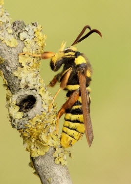 Hornet moth Animalia,Arthropoda,Insecta,Lepidoptera,Sesiidae,Sesia apiformis,hornet moth,hornet clearwing,moth,moths,Hornet moth