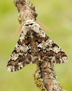 Oak beauty Animalia,Athropoda,Insecta,Lepidoptera,Geometridae,Biston strataria,Oak beauty,moth,moths