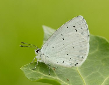 Holly blue Animalia,Arthropoda,Insecta,Lepidoptera,Lycaenidae,Celastrina argiolus,Holly blue,butterfly,butterflies