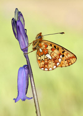 Pearl-bordered fritillary Pearl-bordered fritillary,Animalia,Arthropoda,Insecta,Lepidoptera,Nymphalidae,Boloria euphrosyne,butterfly,butterflies,Brush-Footed Butterflies,Insects,Arthropods,Butterflies, Skippers, Moths,Broadlea