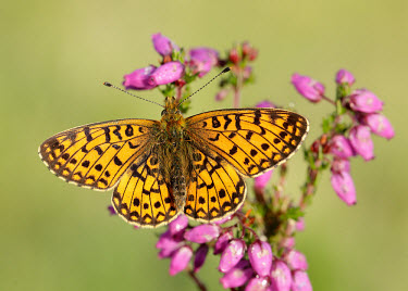 Small pearl-bordered fritillary butterfly,butterflies,Small pearl-bordered fritillary,Boloria selene,Arthropoda,Arthropods,Lepidoptera,Butterflies, Skippers, Moths,Nymphalidae,Brush-Footed Butterflies,Insects,Insecta,Europe,Animalia
