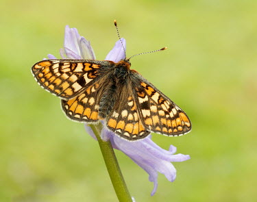 Marsh fritillary Macro,macrophotography,Close up,butterfly,butterflies,Marsh fritillary,Euphydryas aurinia,Arthropoda,Arthropods,Insects,Insecta,Nymphalidae,Brush-Footed Butterflies,Lepidoptera,Butterflies, Skippers,