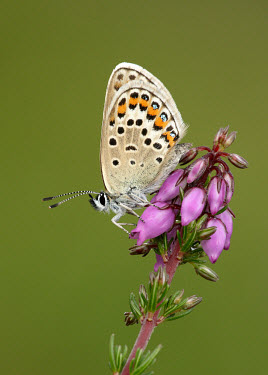 Silver-studded blue Silver-studded blue,Plebeius argus,Lepidoptera,Butterflies, Skippers, Moths,Coppers, Hairstreaks,Lycaenidae,Arthropoda,Arthropods,Insects,Insecta,Animalia,Wildlife and Conservation Act,Temperate,Europ