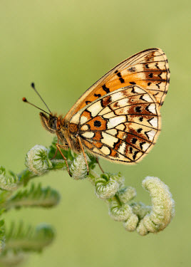 Small pearl-bordered fritillary butterfly,butterflies,Small pearl-bordered fritillary,Boloria selene,Arthropoda,Arthropods,Lepidoptera,Butterflies, Skippers, Moths,Nymphalidae,Brush-Footed Butterflies,Insects,Insecta,Europe,Animalia
