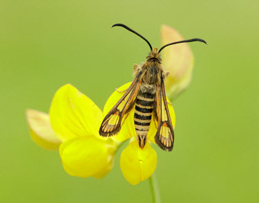 Six-belted clearwing Green background,Macro,macrophotography,floral,Flower,Close up,Yellow background,Six-belted clearwing,Animalia,Arthropoda,Insecta,Lepidoptera,Sesiidae,Bembecia ichneumoniformis,clearwing,moth,moths