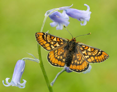 Marsh fritillary Macro,macrophotography,Close up,butterfly,butterflies,Marsh fritillary,Euphydryas aurinia,Arthropoda,Arthropods,Insects,Insecta,Nymphalidae,Brush-Footed Butterflies,Lepidoptera,Butterflies, Skippers,