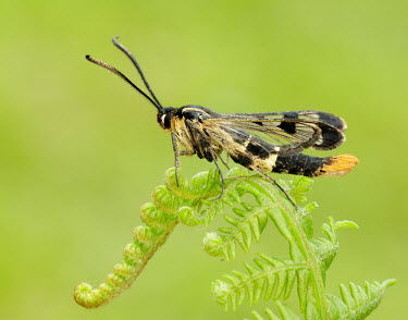 Welsh clearwing Welsh clearwing,Animalia,Arthropoda,Insecta,Lepidoptera,Sesiidae,Synanthedon scoliaeformis,moth,moths