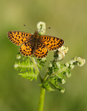 Small pearl-bordered fritillary patterns,patterned,Pattern,colours,color,colors,Colour,Green background,coloration,Colouration,Close up,orange,peach,Macro,macrophotography,butterfly,butterflies,Small pearl-bordered fritillary,Bolori
