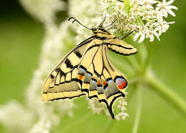 Swallowtail butterfly,butterflies,Swallowtail,Papilio machaon,Swallowtails,Papilionidae,Insects,Insecta,Lepidoptera,Butterflies, Skippers, Moths,Arthropoda,Arthropods,Animalia,Wetlands,Species of Conservation Con