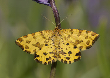 Speckled yellow Speckled yellow,Animalia,Arthropoda,Insecta,Lepidoptera,Geometridae,Pseudopanthera macularia