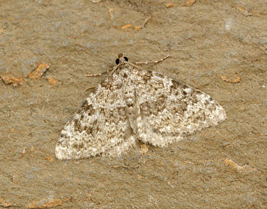 Striped twin-spot carpet Animalia,Athropoda,Insecta,Lepidoptera,Geometridae,Coenotephria salicata,moth,moths,Striped twin-spot carpet
