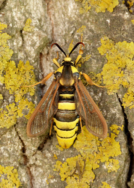 Hornet moth Close up,Macro,macrophotography,Animalia,Arthropoda,Insecta,Lepidoptera,Sesiidae,Sesia apiformis,hornet moth,hornet clearwing,moth,moths,Hornet moth