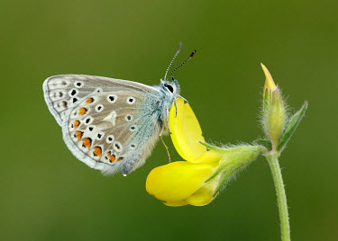 Common blue blur,selective focus,blurry,depth of field,Shallow focus,blurred,soft focus,Close up,Macro,macrophotography,butterfly,butterflies,Common blue,Polyommatus icarus,Arthropoda,Arthropods,Insects,Insecta,C