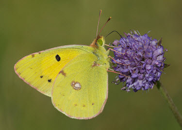 Clouded yellow Macro,macrophotography,blur,selective focus,blurry,depth of field,Shallow focus,blurred,soft focus,Close up,Clouded yellow,Arthropoda,Insecta,Lepidoptera,Pieridae,Colias croceus,butterfly,butterflies