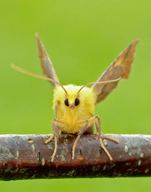 Canary-shouldered thorn Canary-shouldered thorn,Animalia,Arthropoda,Insecta,Lepidoptera,Geometridae,Ennomos,Ennomos alniaria,moth,moths