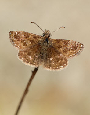 Dingy skipper Dingy skipper,Animalia,Arthropoda,Insecta,Lepidoptera,Hesperiidae,Erynnis,Erynnis tages,butterfly,butterflies
