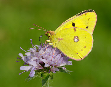 Clouded yellow Close up,Macro,macrophotography,blur,selective focus,blurry,depth of field,Shallow focus,blurred,soft focus,Clouded yellow,Arthropoda,Insecta,Lepidoptera,Pieridae,Colias croceus,butterfly,butterflies