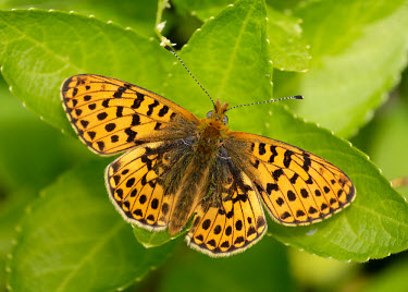 Pearl-bordered fritillary Pearl-bordered fritillary,Animalia,Arthropoda,Insecta,Lepidoptera,Nymphalidae,Boloria euphrosyne,butterfly,butterflies,Brush-Footed Butterflies,Insects,Arthropods,Butterflies, Skippers, Moths,Broadlea